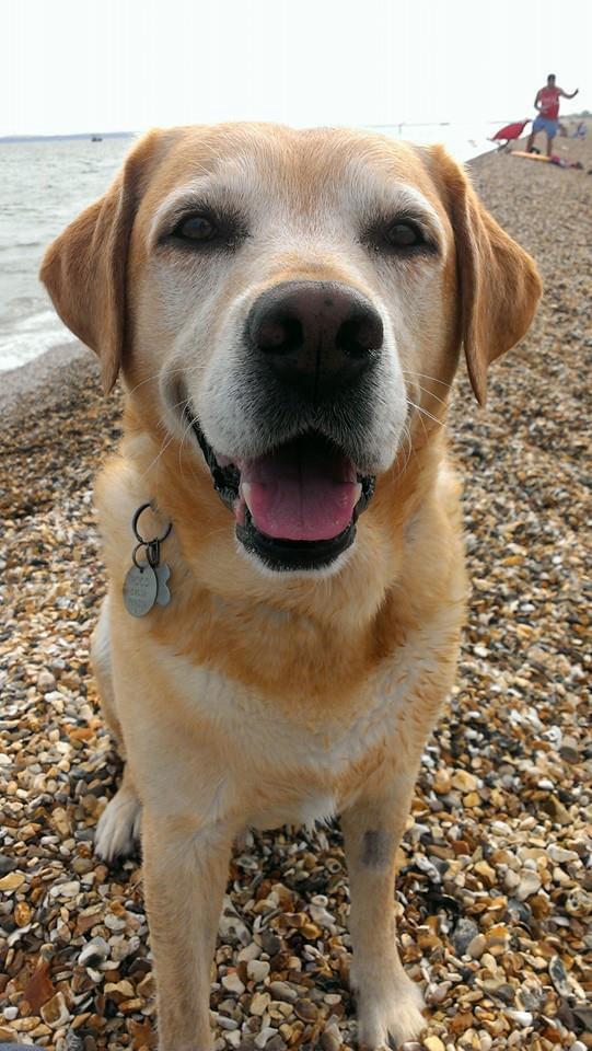 A very good boy