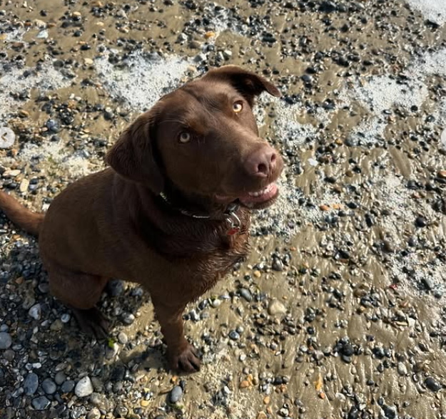 Harley the chocolate Labrador